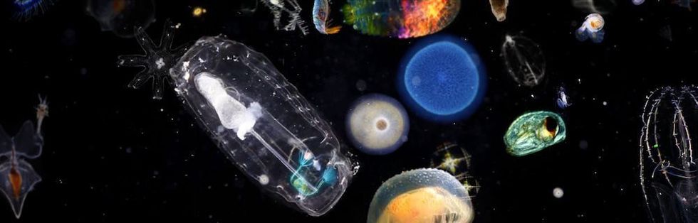 Plankton pacific visions