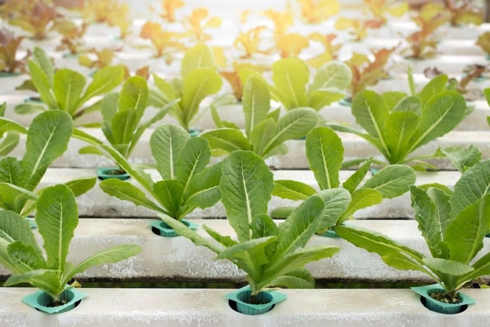 Plant_greenhouse Green cities