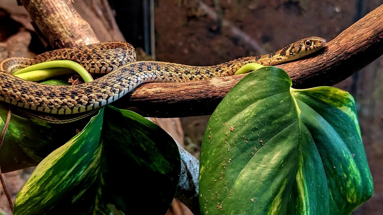 plantasia new exhibit