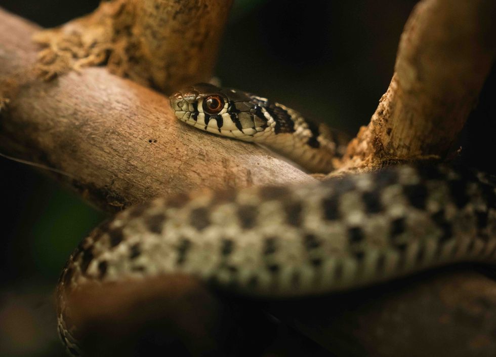 plantasia new exhibit