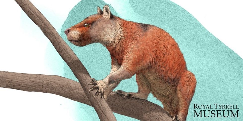 Plesiadapis lisa making