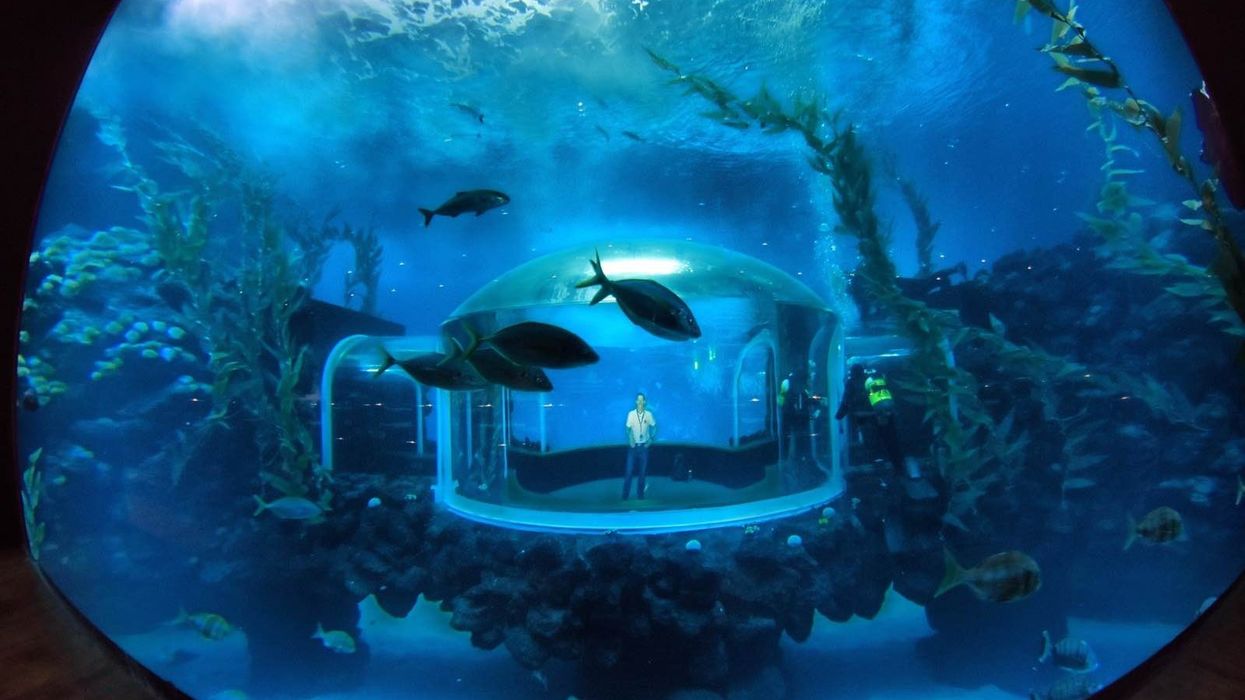 poema del mar aquarium loro parque atlantic marine conservation