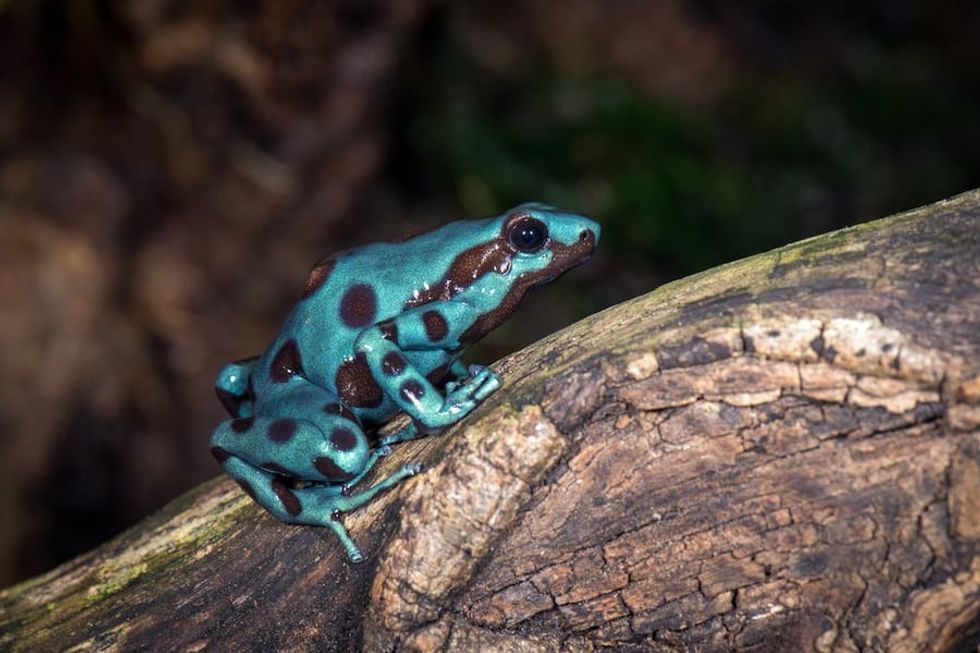 Poison-Dart-Frog-Houston-Zoo