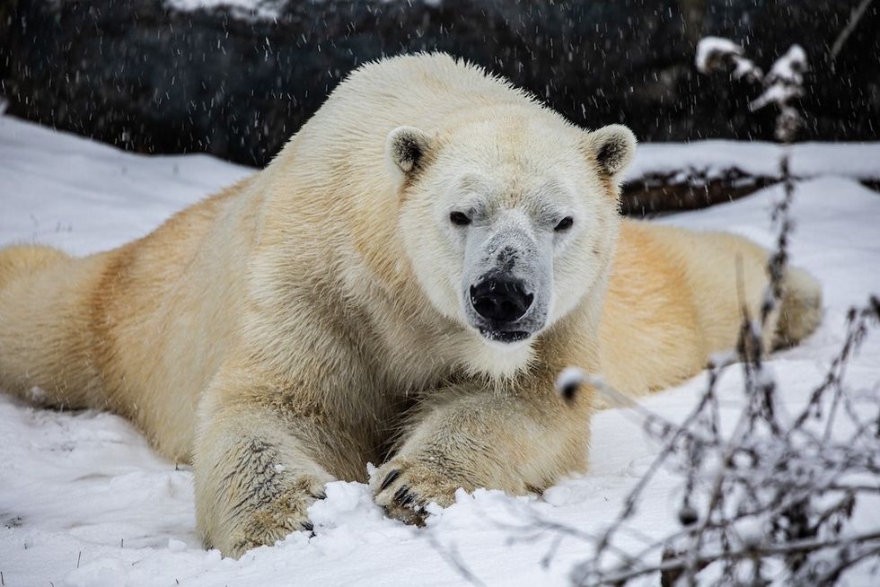 Polar bear Toronto Zoo