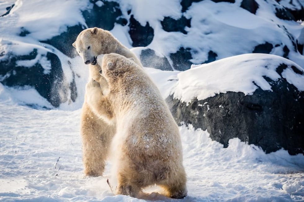 Polar-bears-at-Assiniboine-Park-Zoo