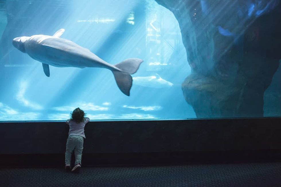 Polar Play Zone at Shedd Aquarium