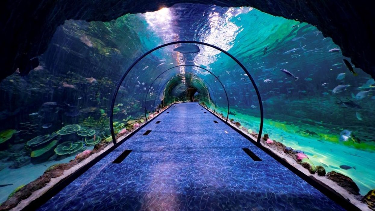 Polin Aquariums The National Aquarium Abu Dhabi Tunnel