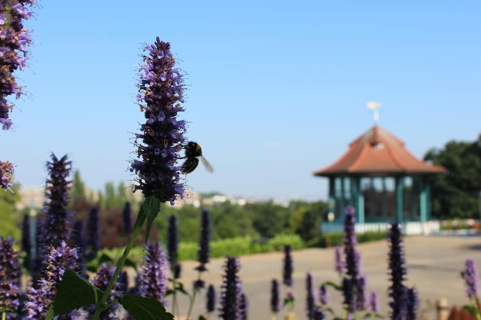 Pollinator bed in the gardens