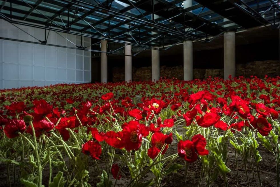 Poppies at National WWI Museum Kansas City