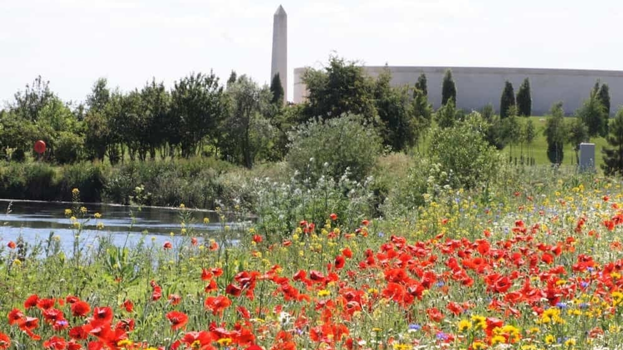 poppies at the National Memorial Arboretum