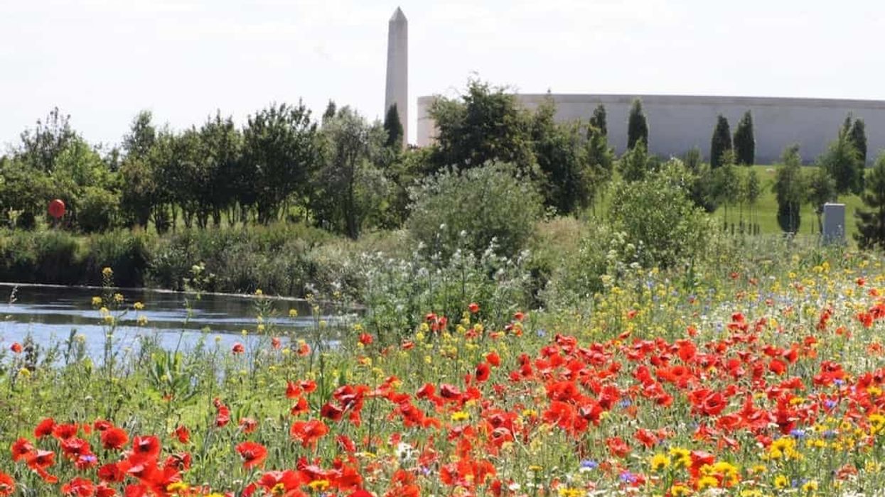 poppies at the National Memorial Arboretum