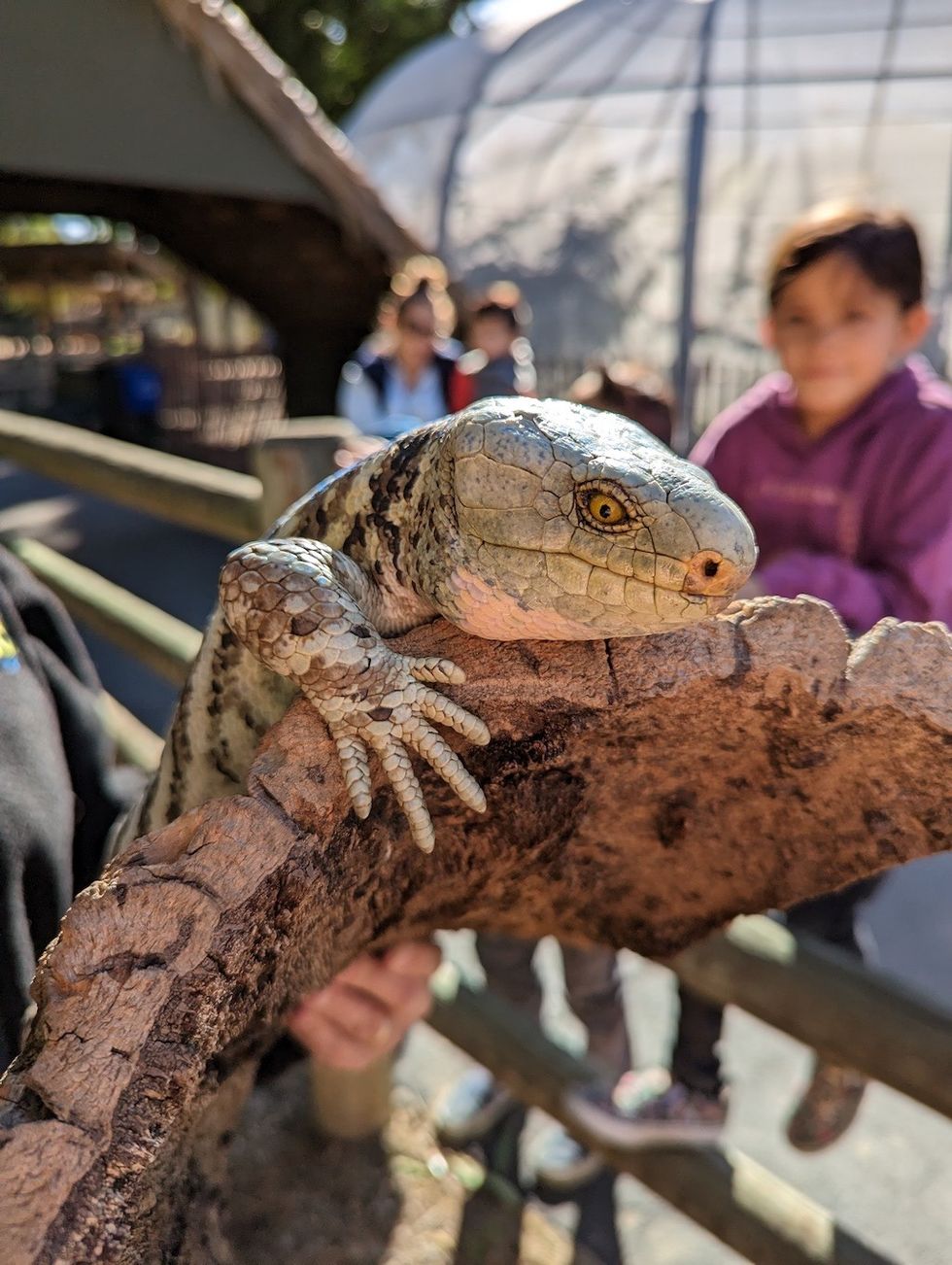 Prehensile-tailed skink