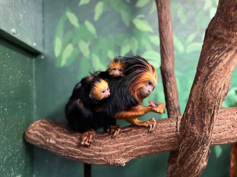 primates Smithsonian's National Zoo