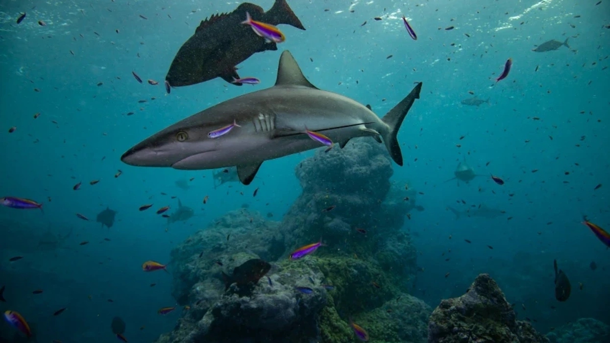 Pristine Seas national gepgraphic