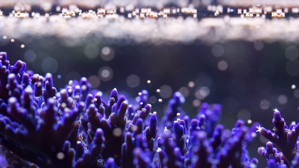 Project Coral Photo by Jamie Craggs. Nick Merriman