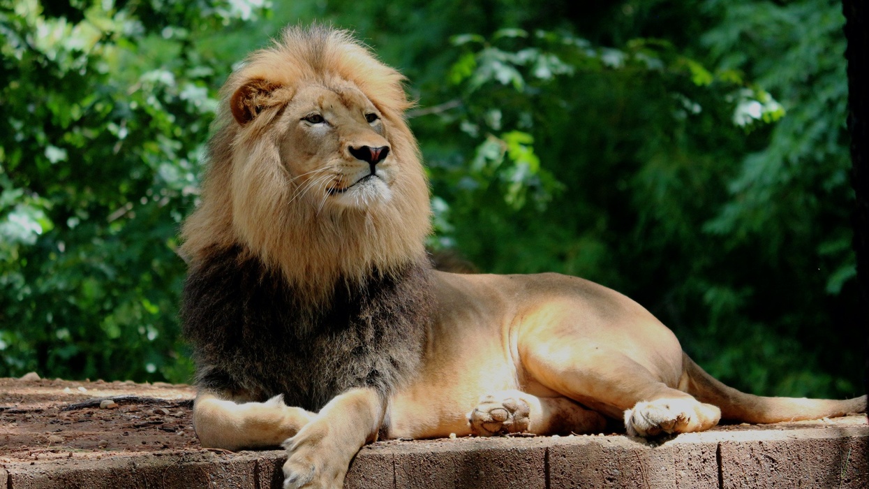 Proud Lion Laying in front of Trees