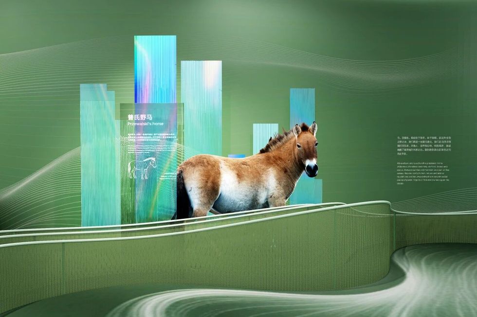 Przewalski's horse exhibit with green, blue backdrop and text panels.