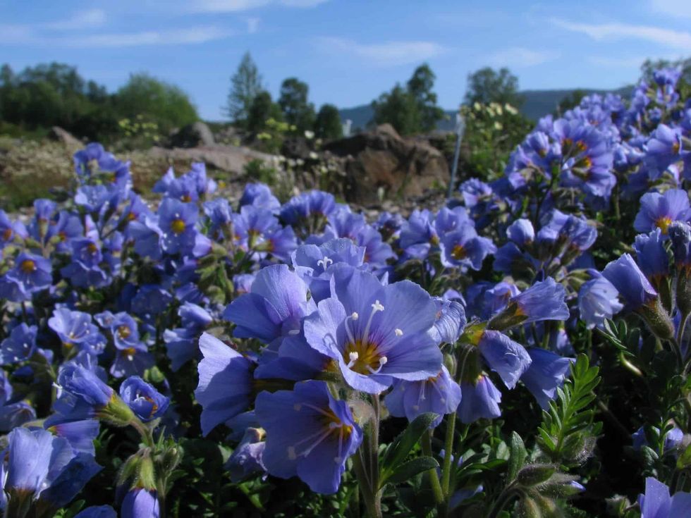 Purple flowers blooming in a meadow under a clear blue sky at The Arctic-Alpine Botanical Garden