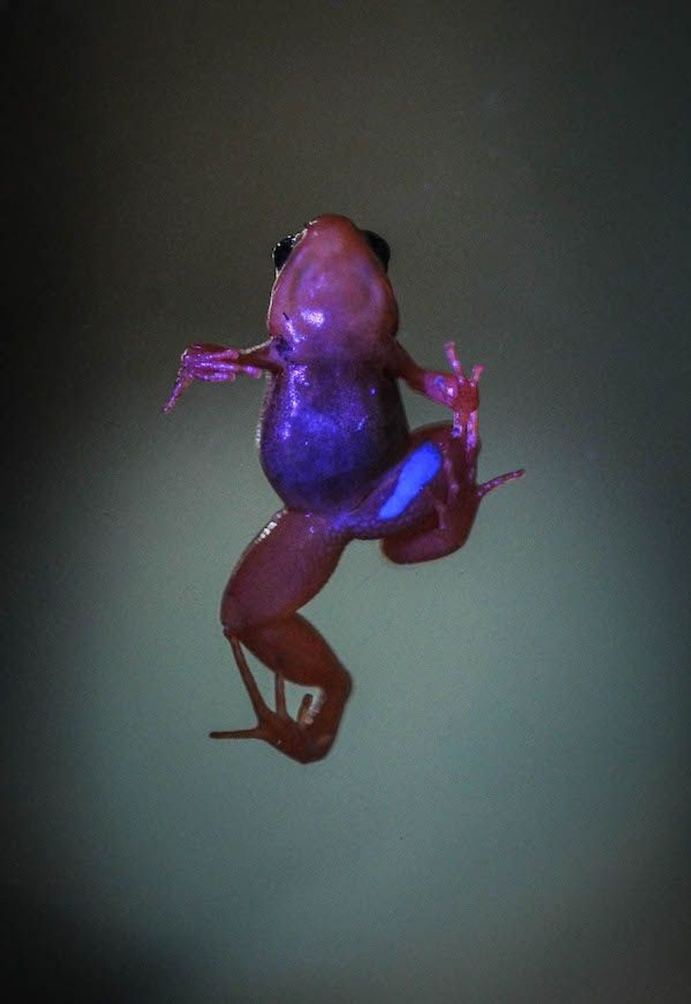 purple frog chester zoo most visited attraction