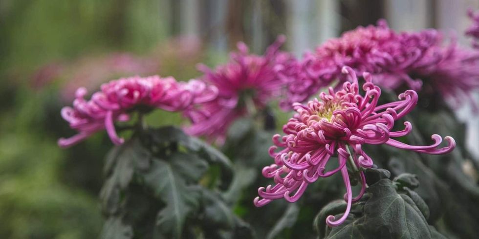 Purple spider chrysanthemums with lush green leaves in soft focus background at Longwood Gardens