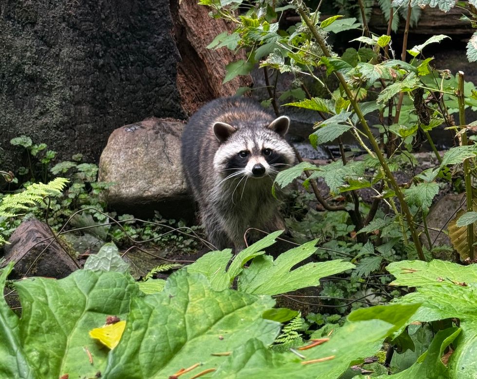 Raccoon peering through lush green foliage in a forested area.