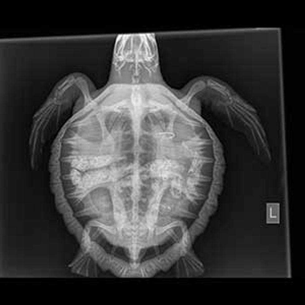 Rad showing 2 hooks South Carolina Aquarium Sea Turtle