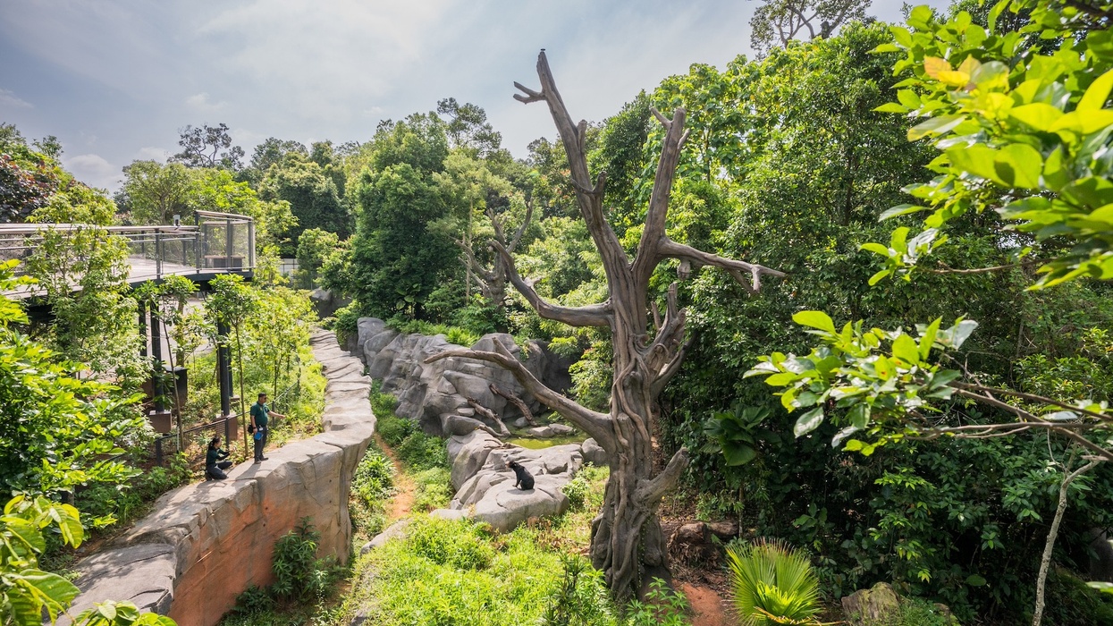 rainforest wild asia