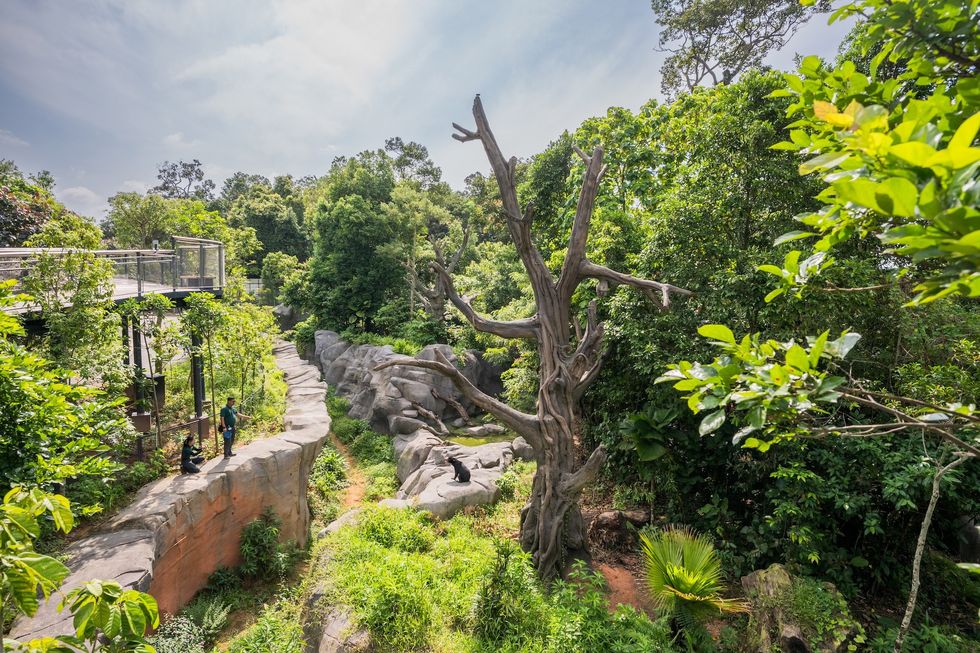 rainforest wild asia