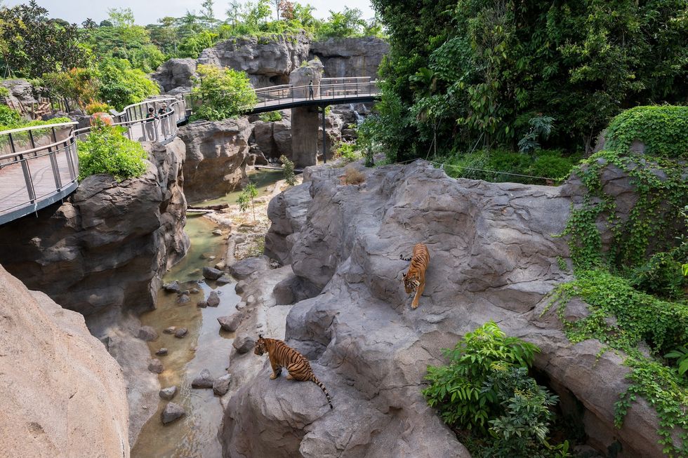 rainforest wild asia