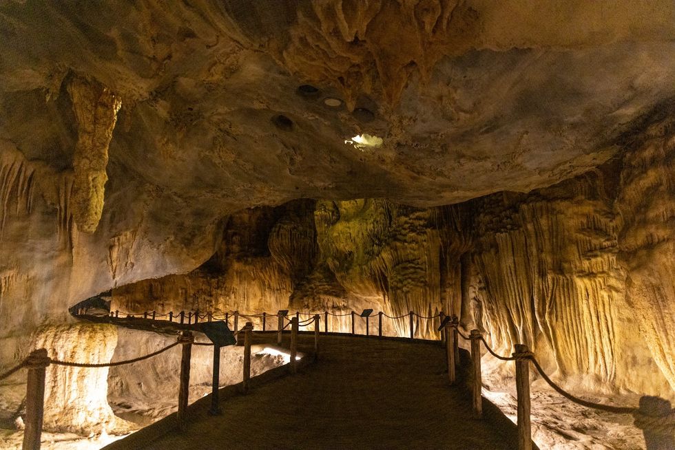 rainforest wild asia