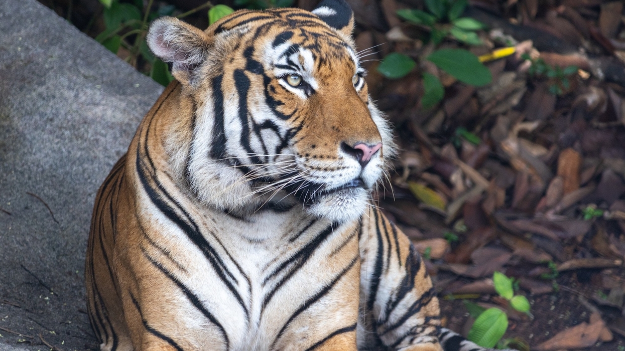 rainforest wild asia
