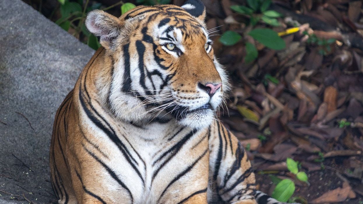 rainforest wild asia