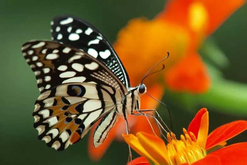 Ramoji Film City butterfly garden