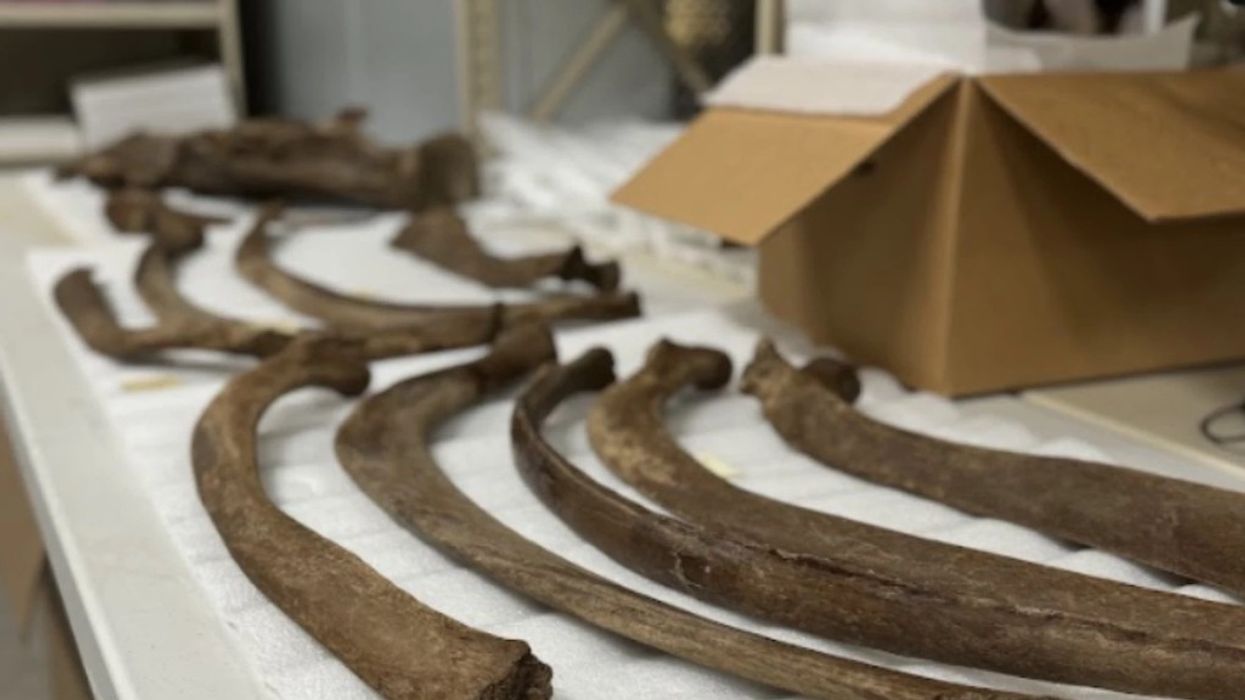 RCI mastodon bones grand rapids