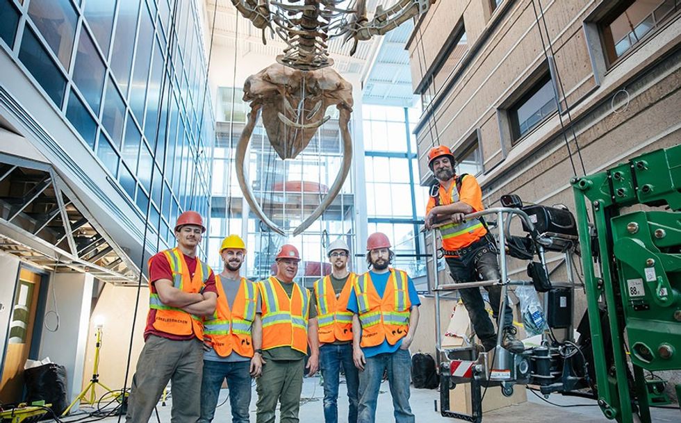 RCI workers in safety gear pose under a suspended blue whale skeleton at Dalhousie University