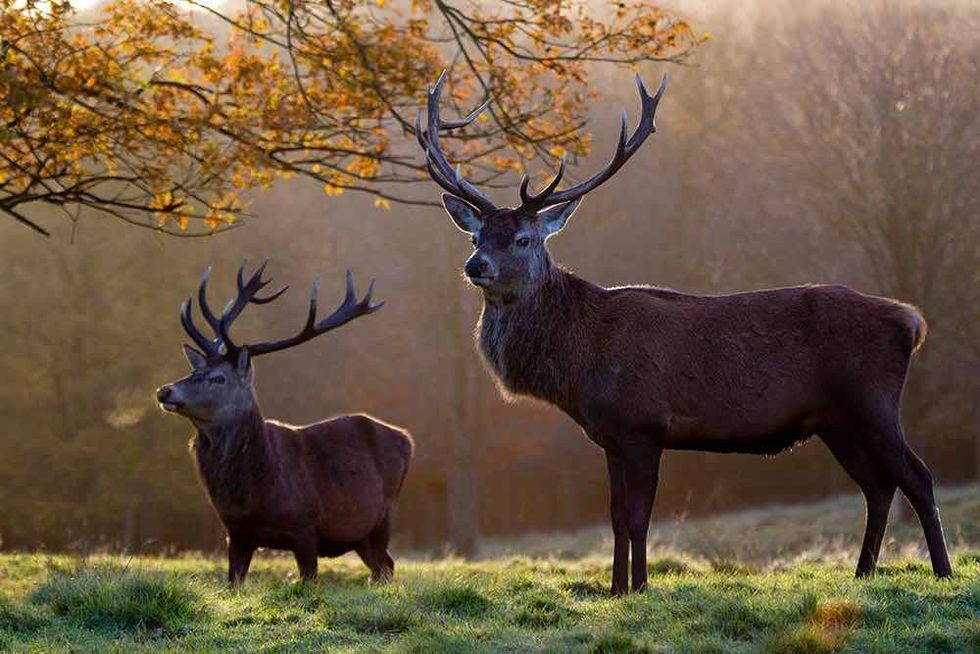 red deer tatton park autumn fall