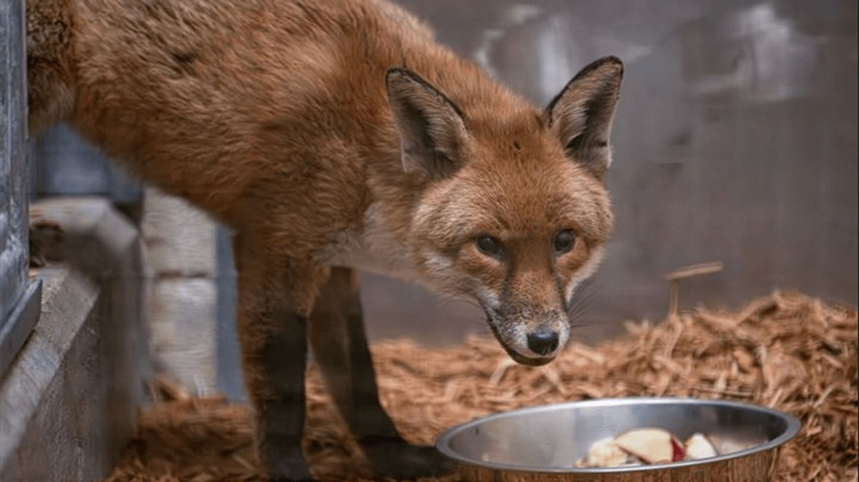 red fox bronx zoo