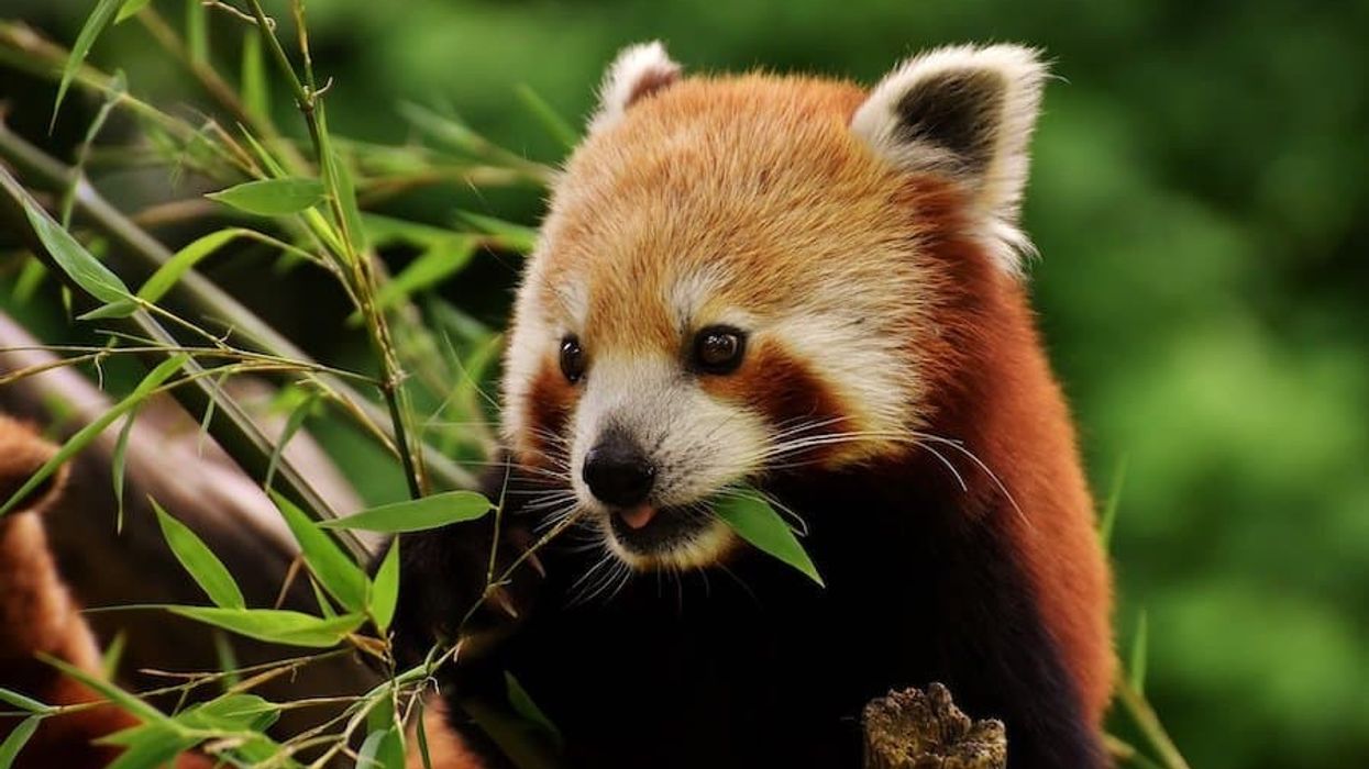 Red Panda AZA