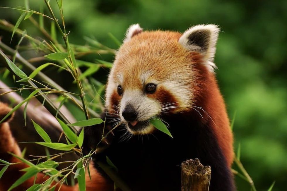 Red Panda AZA
