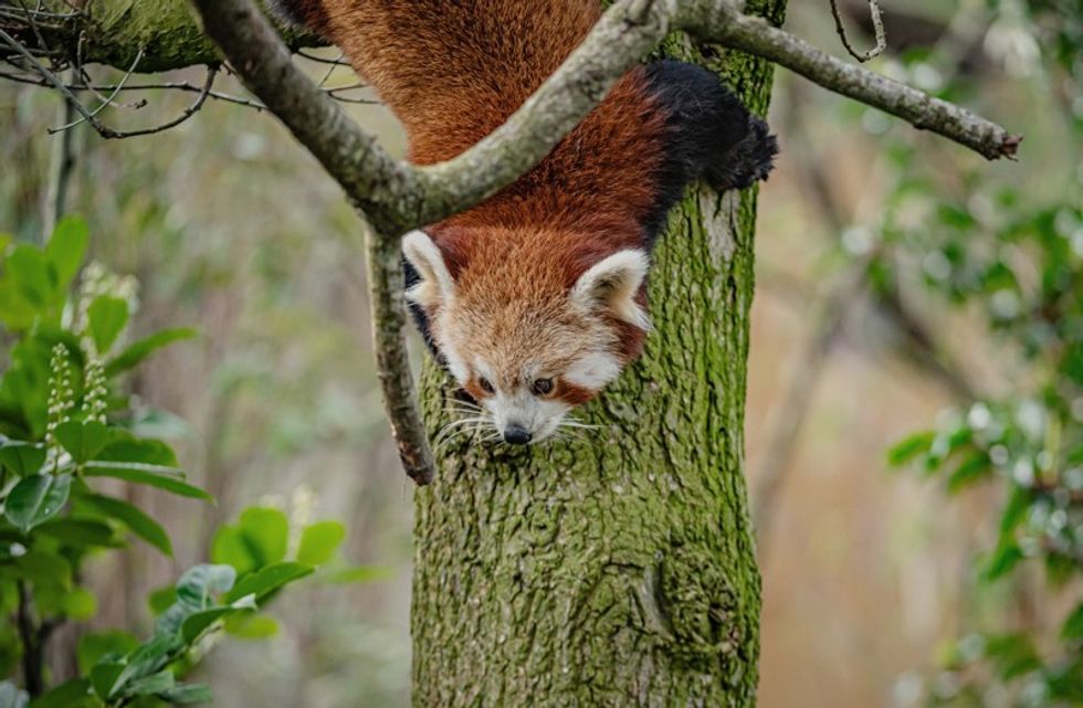red panda chester zoo