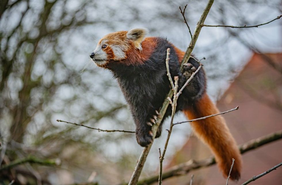 red panda chester zoo
