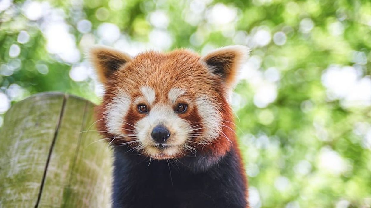 Red panda Drusillas Park
