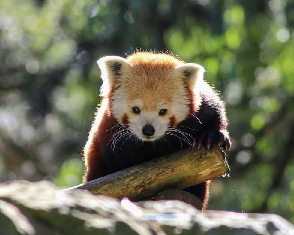 Red panda_Edinburgh Zoo