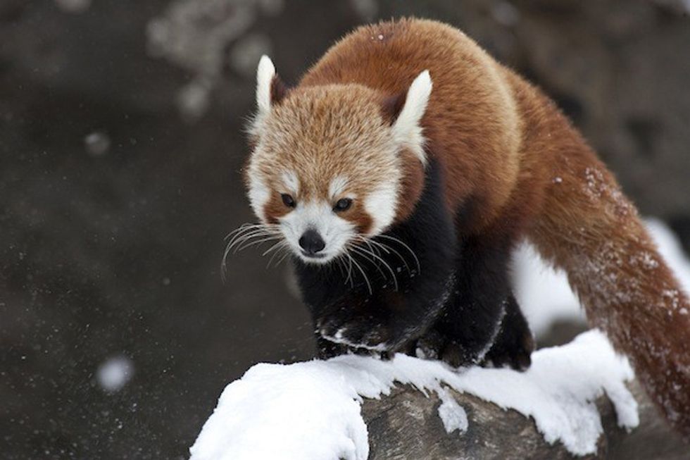 red panda in the snow at a zoo
