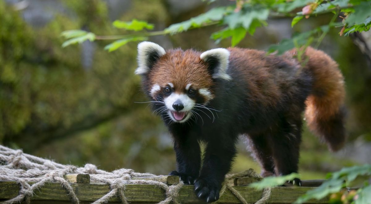 Red panda on a wooden bridge, surrounded by green foliage.