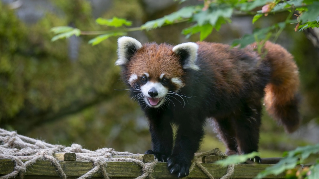 Red panda on a wooden bridge, surrounded by green foliage.