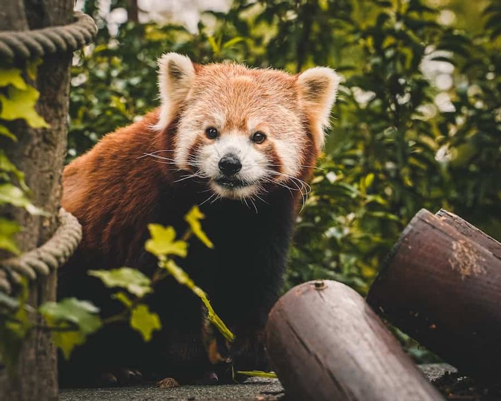 Red panda Paradise Wildlife Park BIAZA working groups