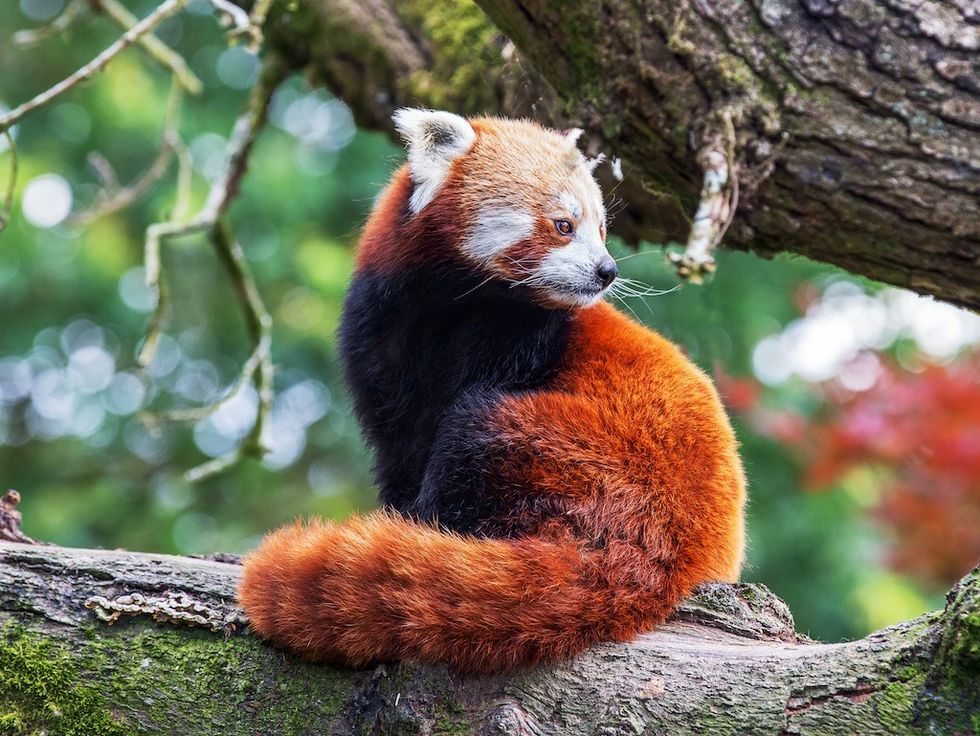 Red Panda sitting on a tree branch world species congress