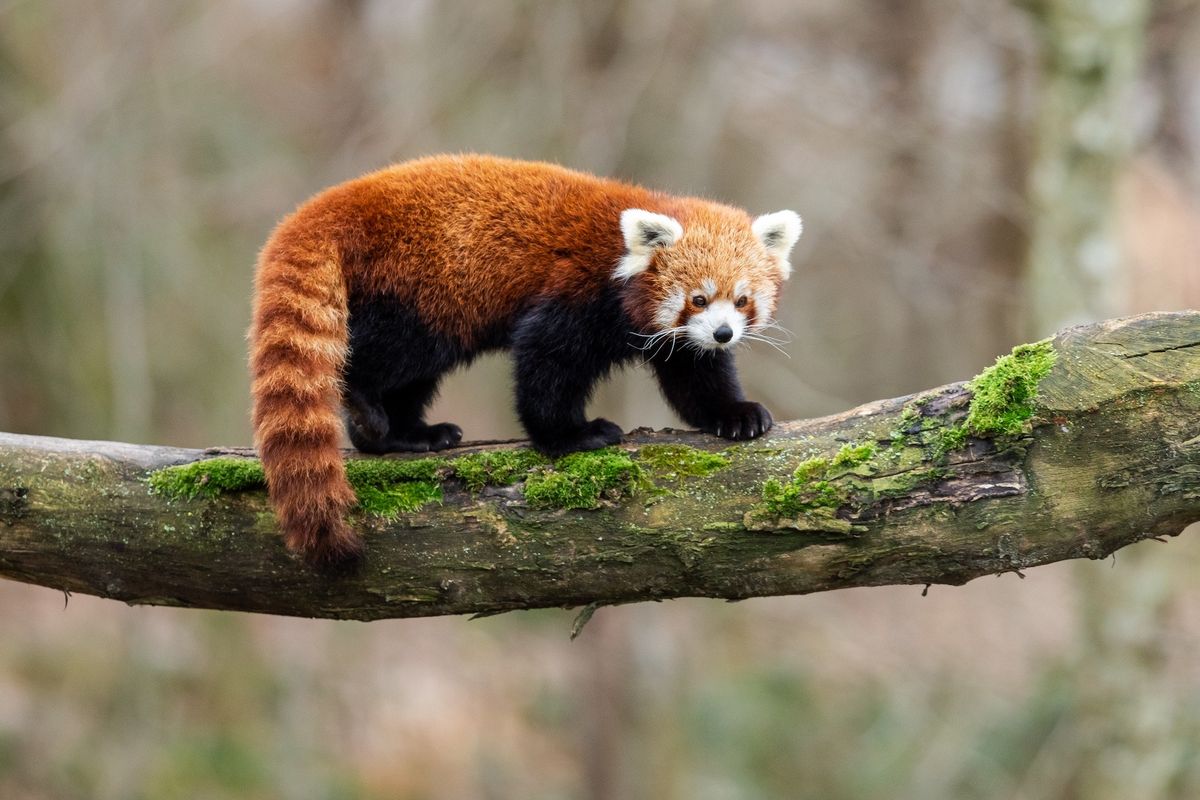 Red panda walking on a mossy tree branch in a blurred forest background.