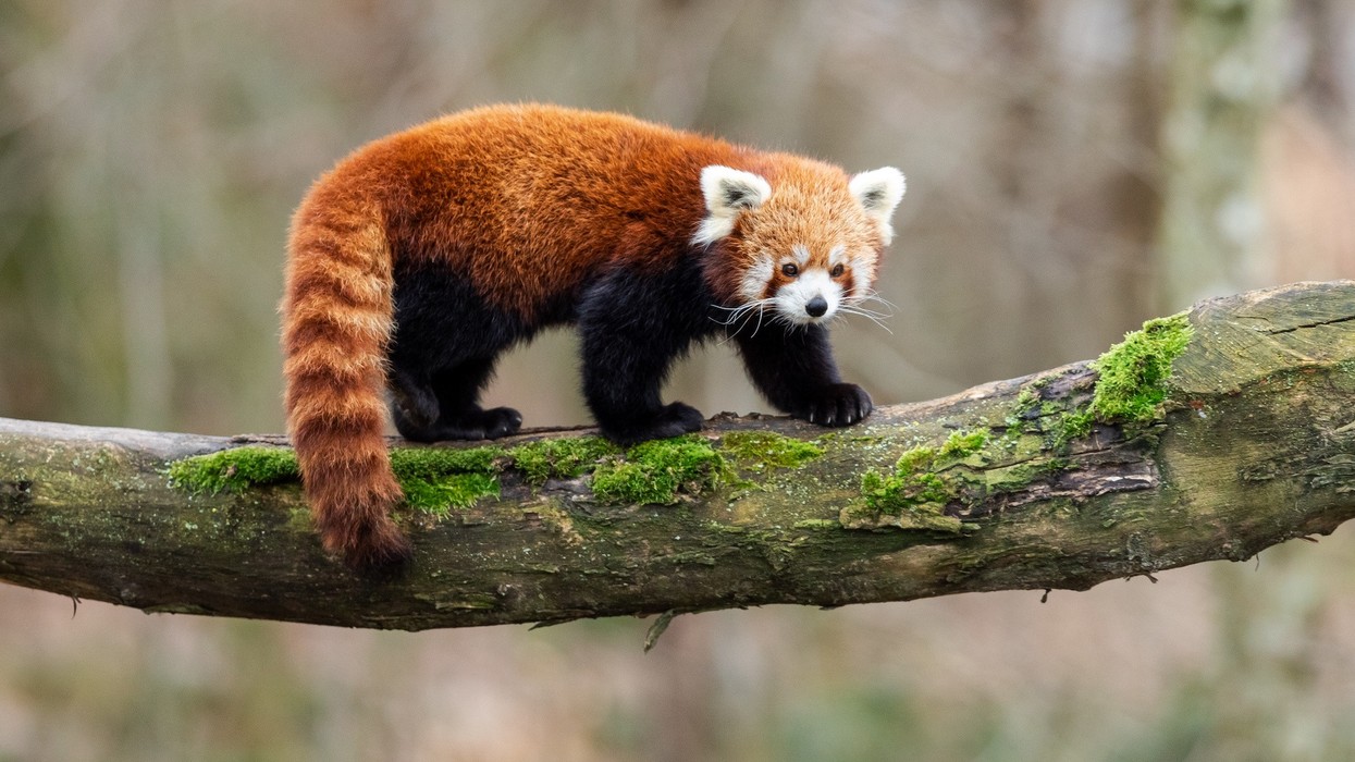 Red panda walking on a mossy tree branch in a blurred forest background.